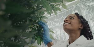 Image of young woman inspecting cannabis plant for post 'Budding opportunities' – careers in cannabis from New York State Cannabis Workforce 