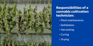 image from Indeed post on high paying cannabis jobs, on Careers in Cannabis resources