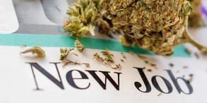 "New job" and cannabis bud photo on Business Insider blog 