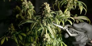 cannabis trimming photo from Where's Weed blog